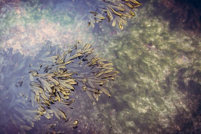 De l'eau opaque noire et brune. Sur le dessus flotte des plantes. On voit une des algues pâles. qui couvrent toute la surface de l'eau.